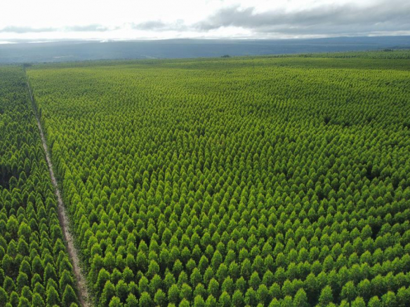 000 Hectares of Eucalyptus