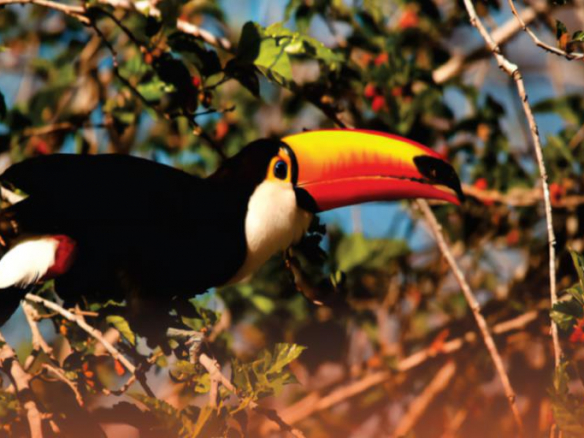 Complete Farm Mato Grosso Sul