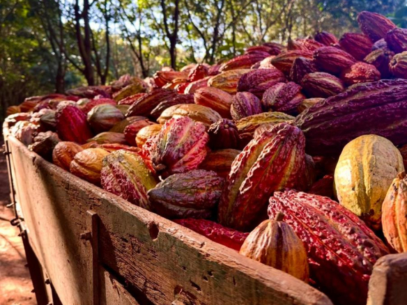 Cocoa Farm Opportunity