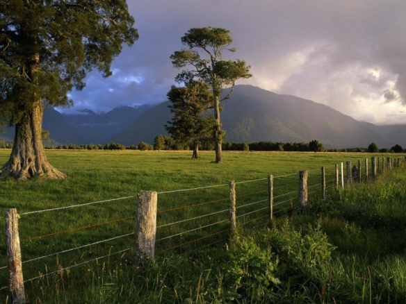 Cocoa Farm South of Bhaia