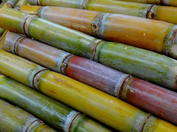 Sugar Cane Farm