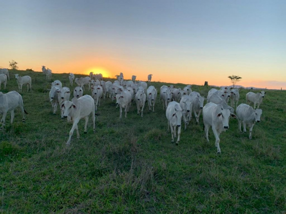 Cloned Cocoa And Coffee