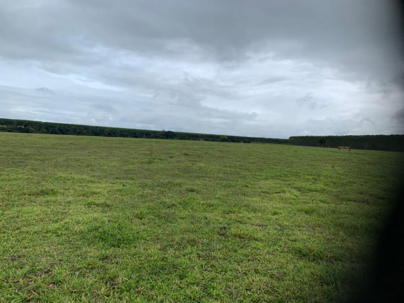 Eucalyptus Farm 9.6 H