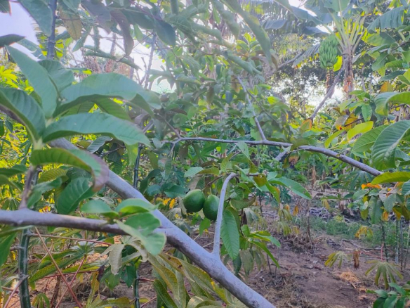 000m² Land Full of Fruit Trees