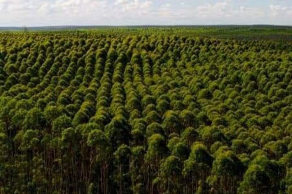 100 Thousand Hectares Of Eucalyptus