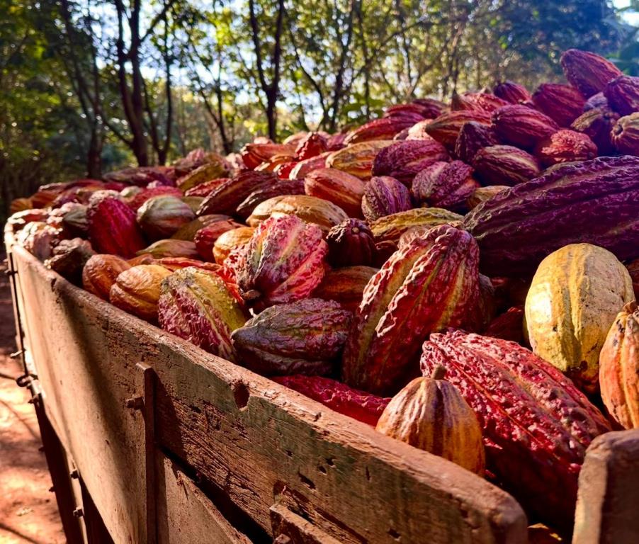 Cocoa Farm Opportunity